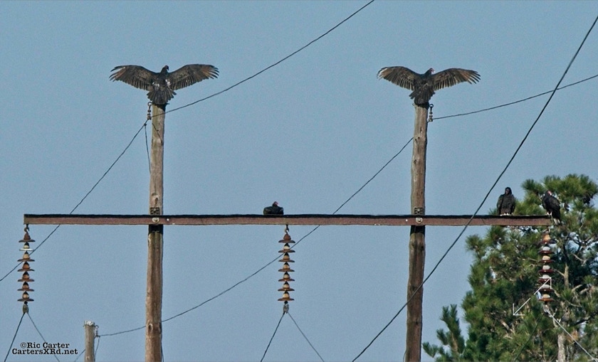 Turkey Vultures, Washington NC