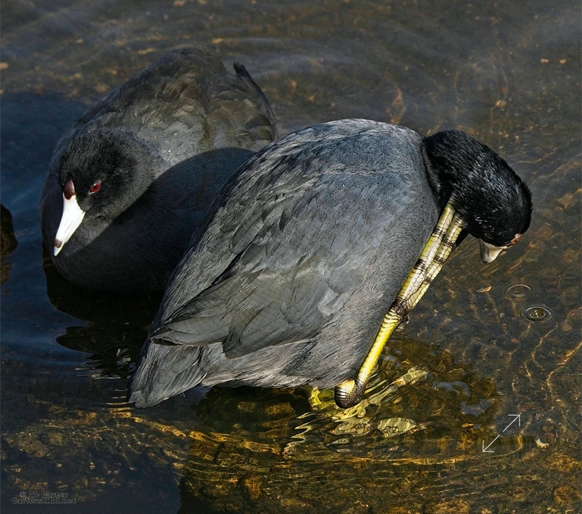 Coot, New Bern NC