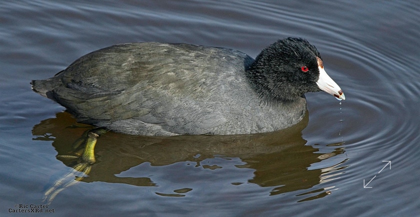 Coot, New Bern NC