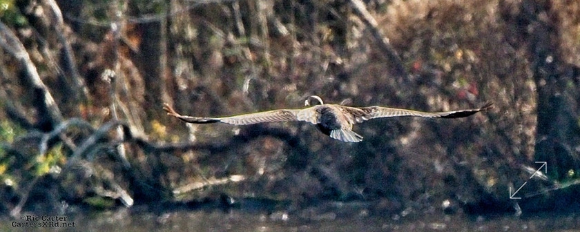Double-Crested Cormorant, Washington NC