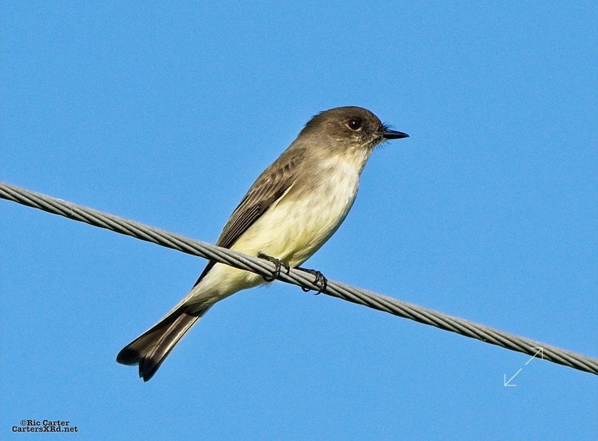 Eastern Phoebe, Washington NC